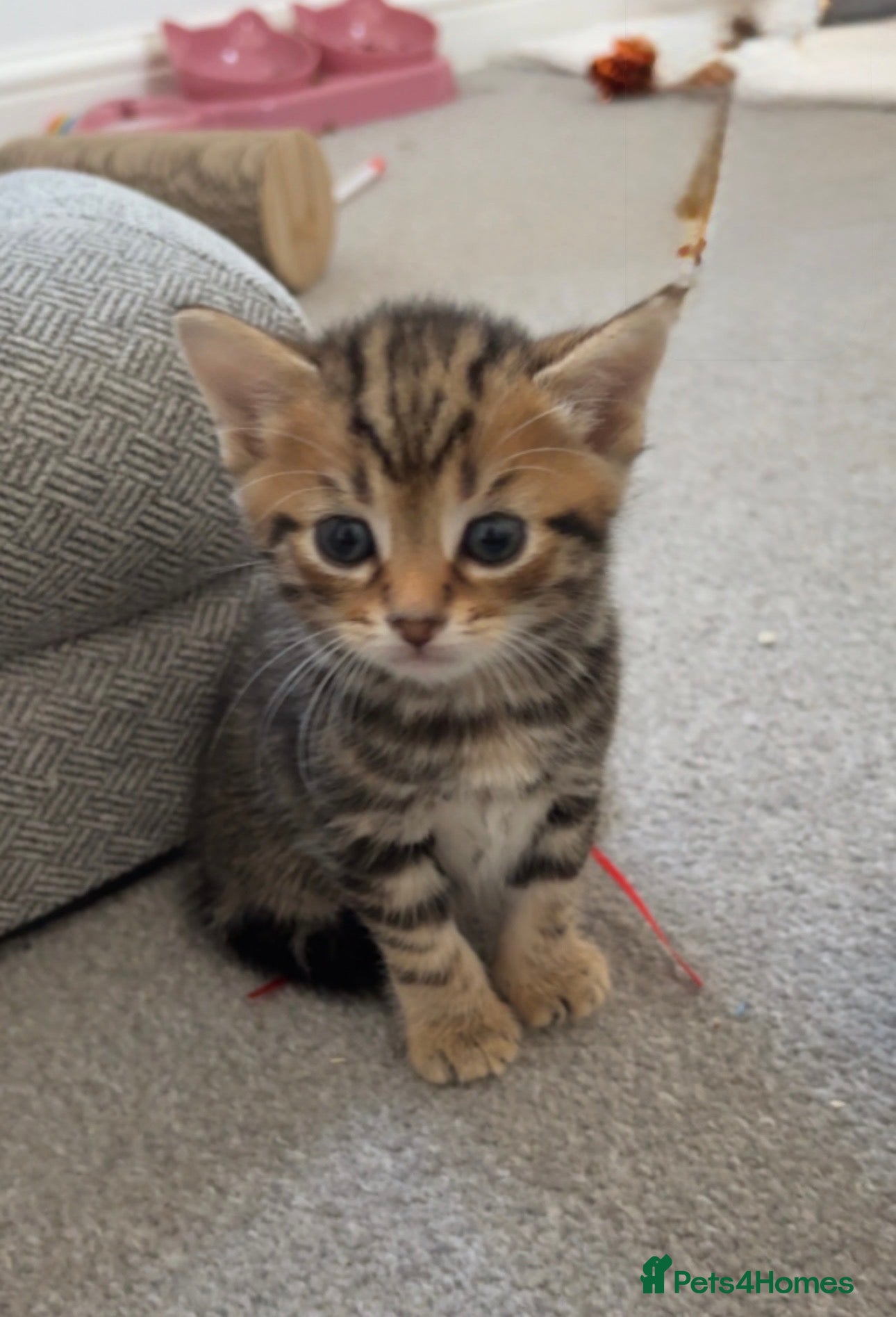 Bengal cats 2 female Kittens  - Advert 8
