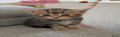 Bengal 2