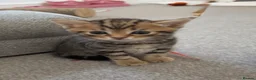 Bengal cats for sale: 2 female Kittens  in Telford - Advert 1