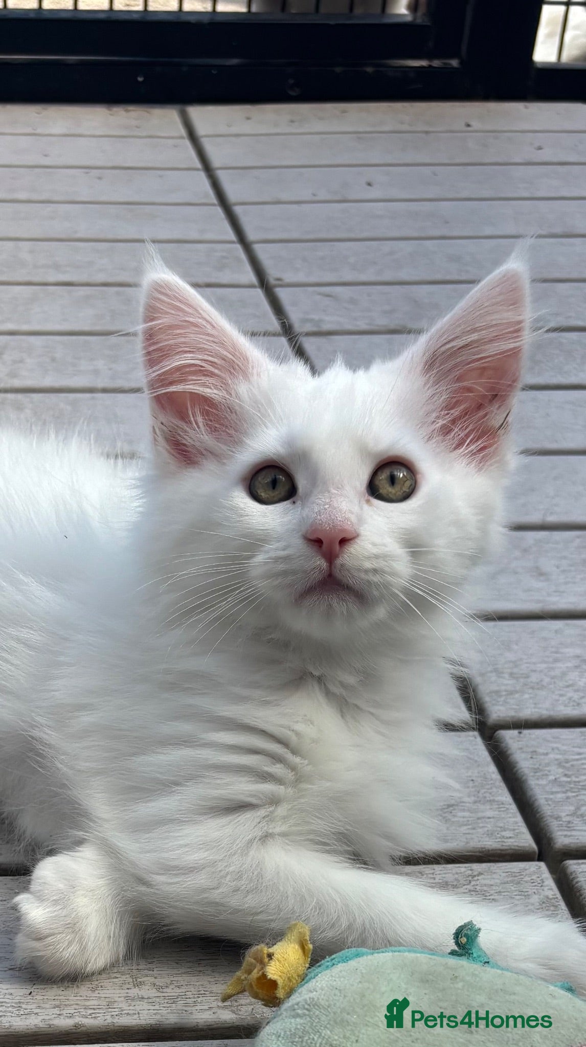 Maine Coon cats White maine coon female. Last 1. Ready now  - Advert 2