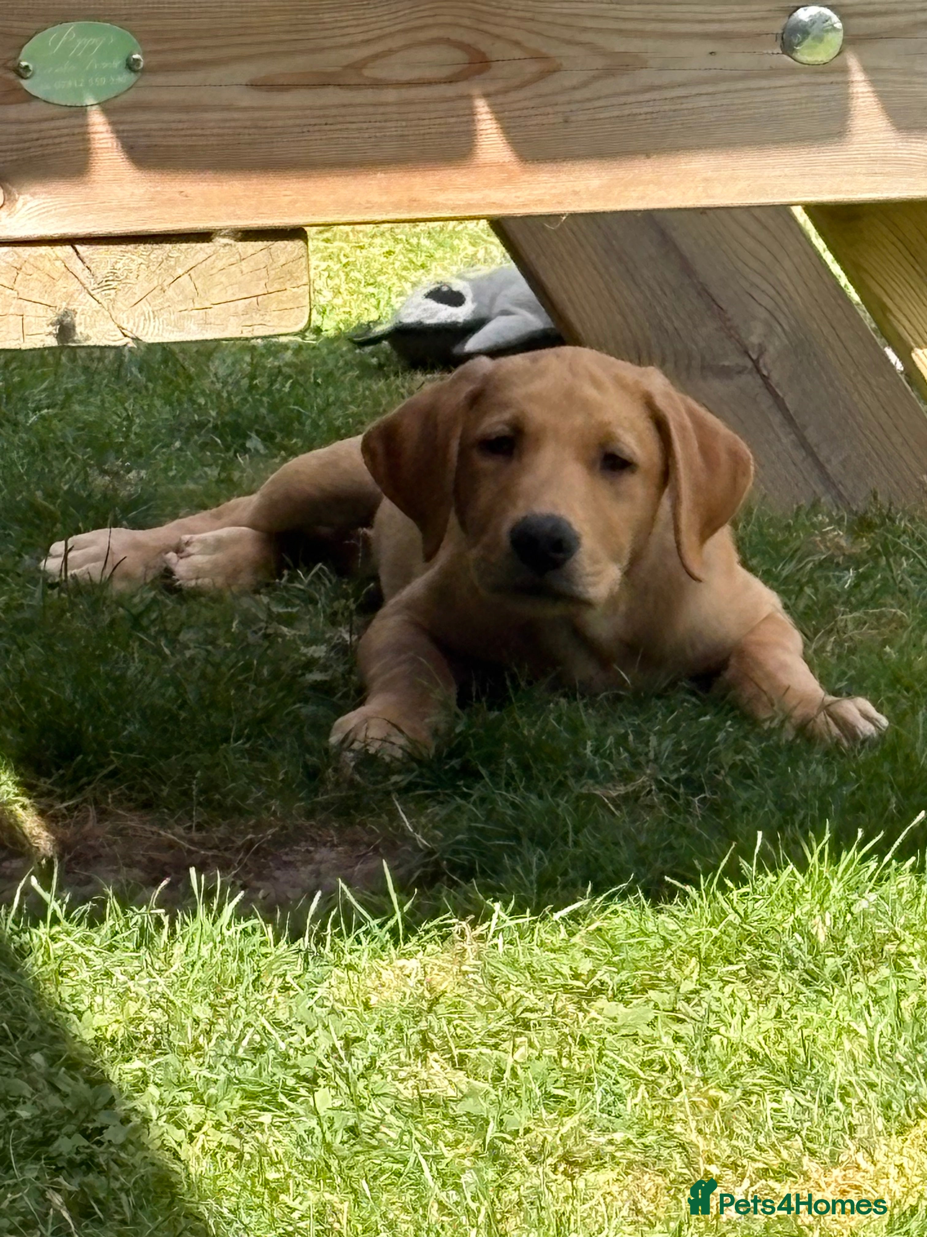 Labrador Retriever dogs Fox red lab puppies looking for forever homes - Advert 2