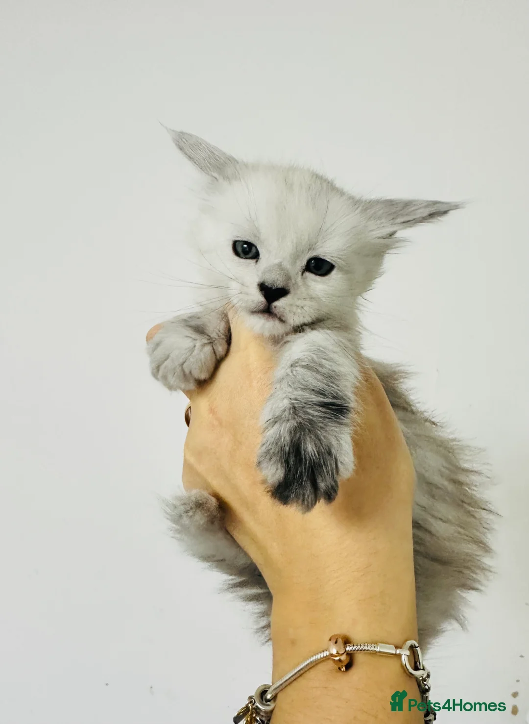 Maine Coon cats for sale: Tica registered Maine Coon kittens - Advert 9