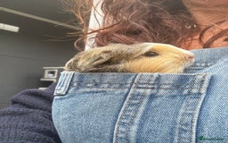 Guinea Pig rodents for sale: Lovely piggies, sheltie, Rex and Peruvian  - Image 13