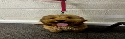 Cockapoo dogs for sale: Meet Teddy – Beautiful 1-Year-Old Cockapoo 🐾 in Romford - Advert 2