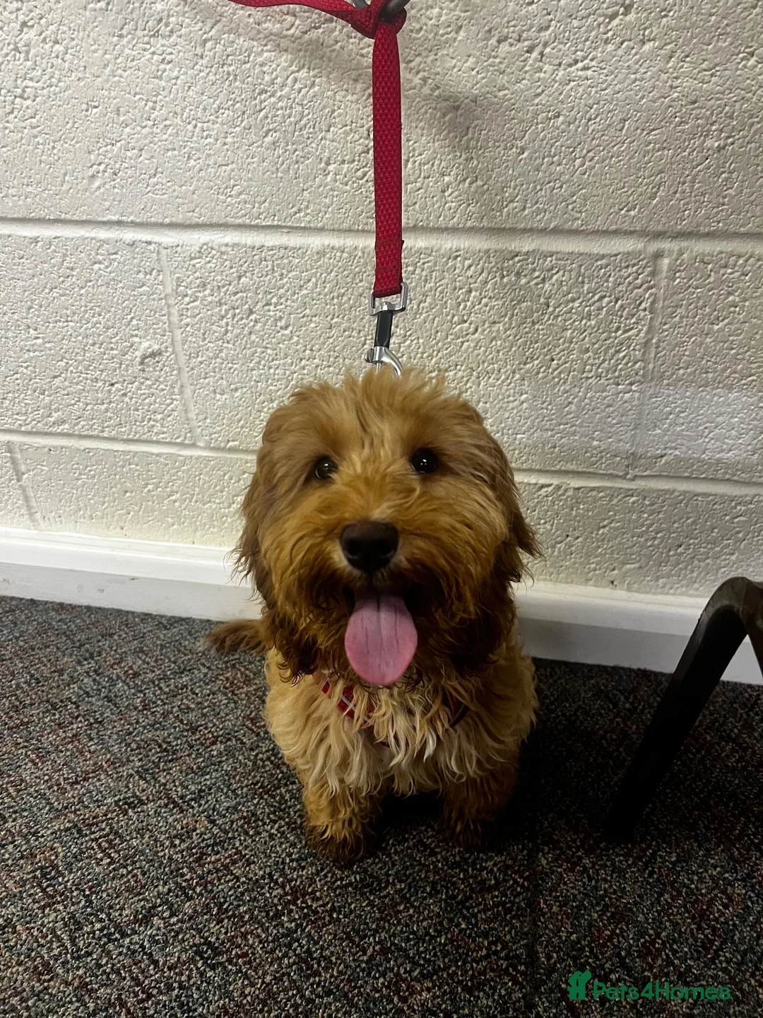 Cockapoo dogs for sale: Meet Teddy – Beautiful 1-Year-Old Cockapoo 🐾 in Romford - Advert 2