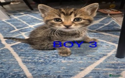 Mixed Breed cats for sale: kittens - Image 17