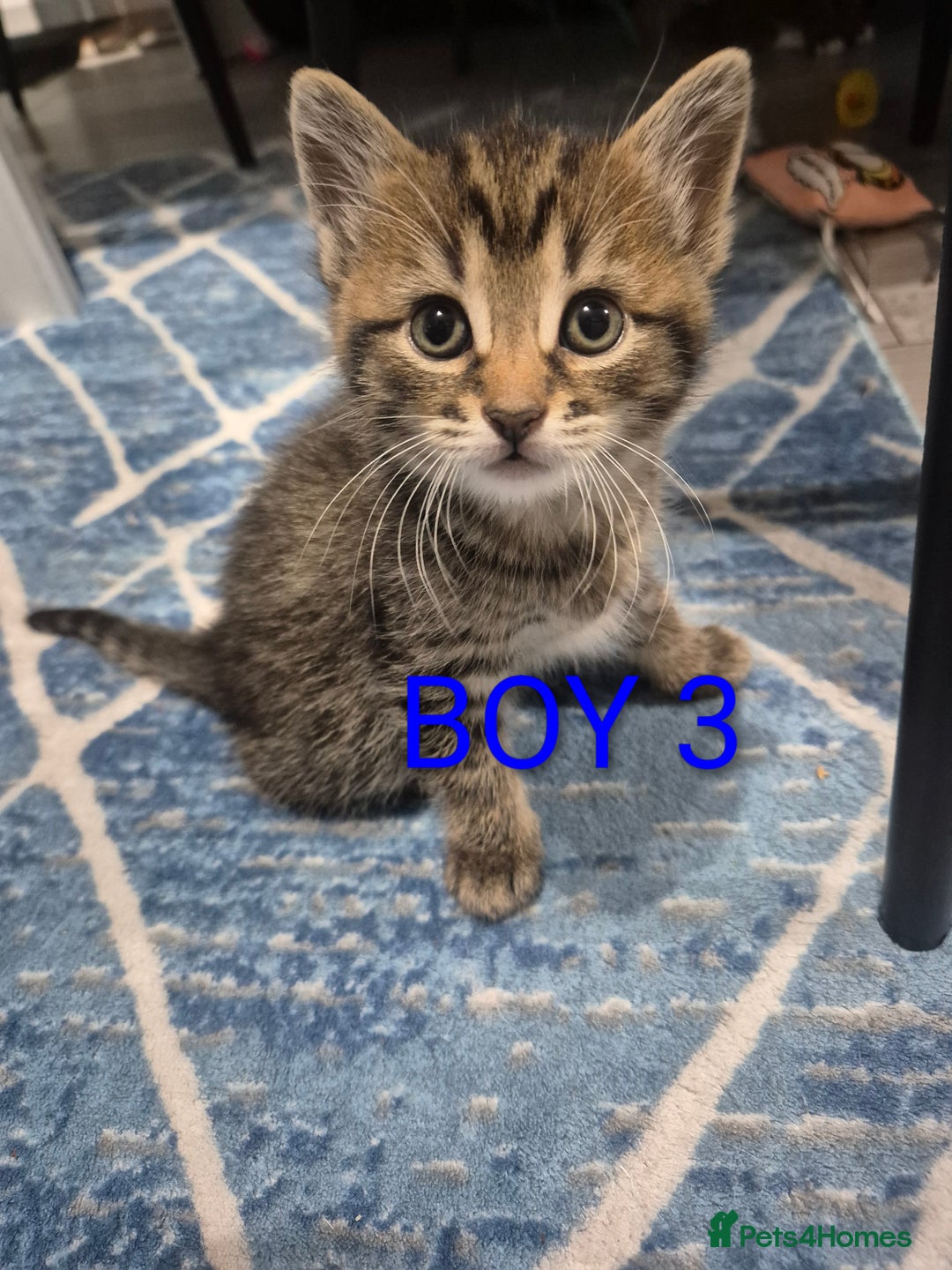 Mixed Breed cats for sale: kittens - Image 17