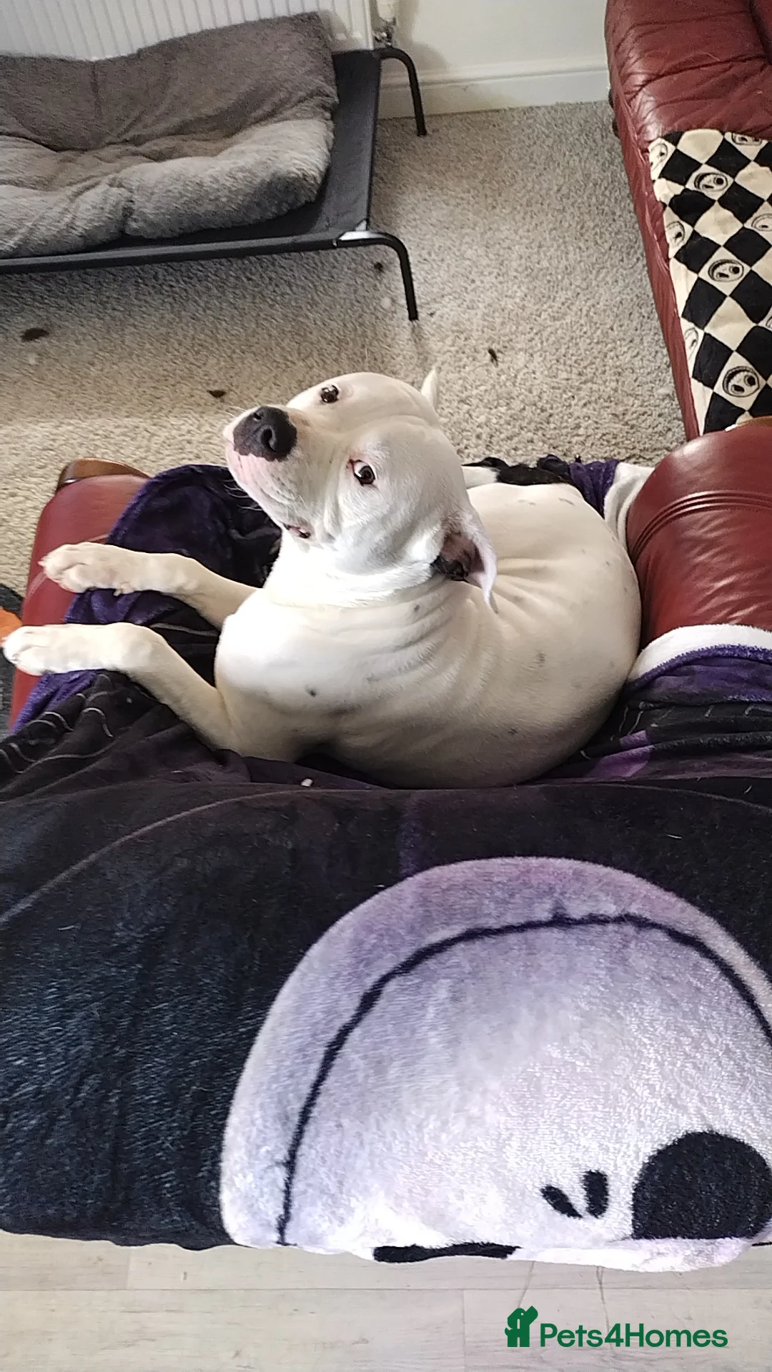 Mixed Breed dogs for sale: Zero - American Bully x Staffy - Advert 10