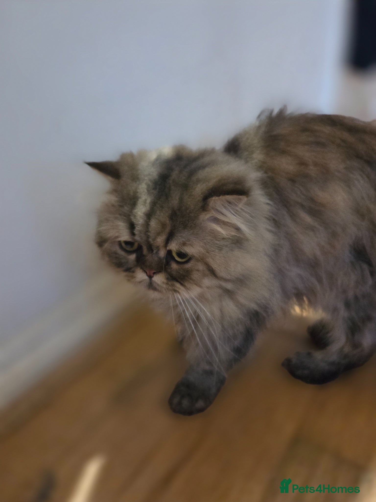 Persian cats for sale: Two Beautiful Persian male kittens  - Advert 16