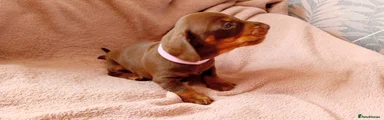 Miniature Dachshund- Pink Collar