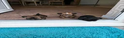 Shorkie dogs for sale: Yorkie/Shih Tzu  - Advert 2
