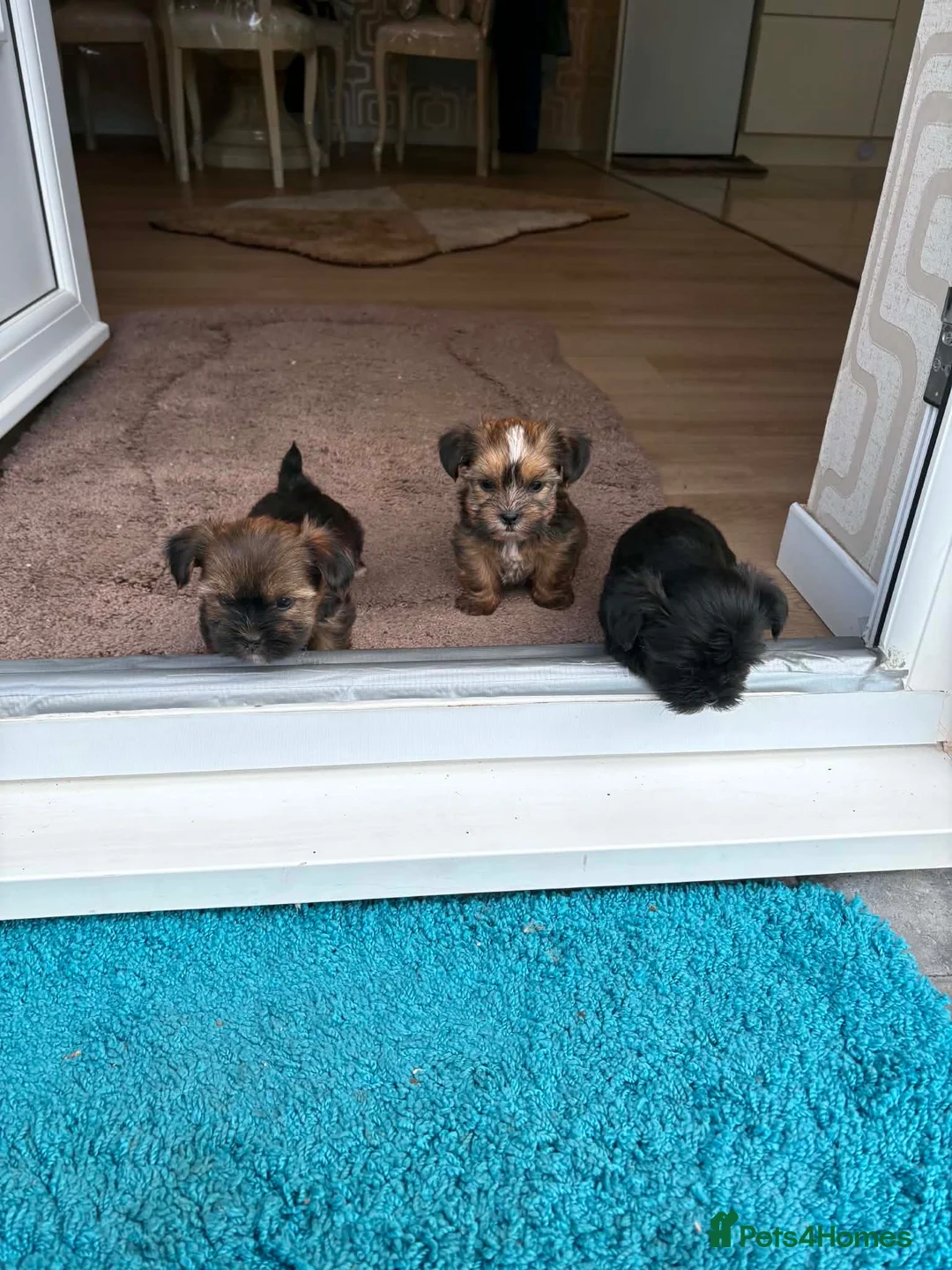 Shorkie dogs for sale: Yorkie/Shih Tzu  - Advert 2