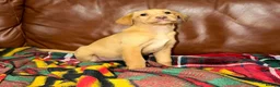 Labrador Retriever dogs for sale: Fox red kc Labrador puppies 4 remaining ready now  - Advert 8