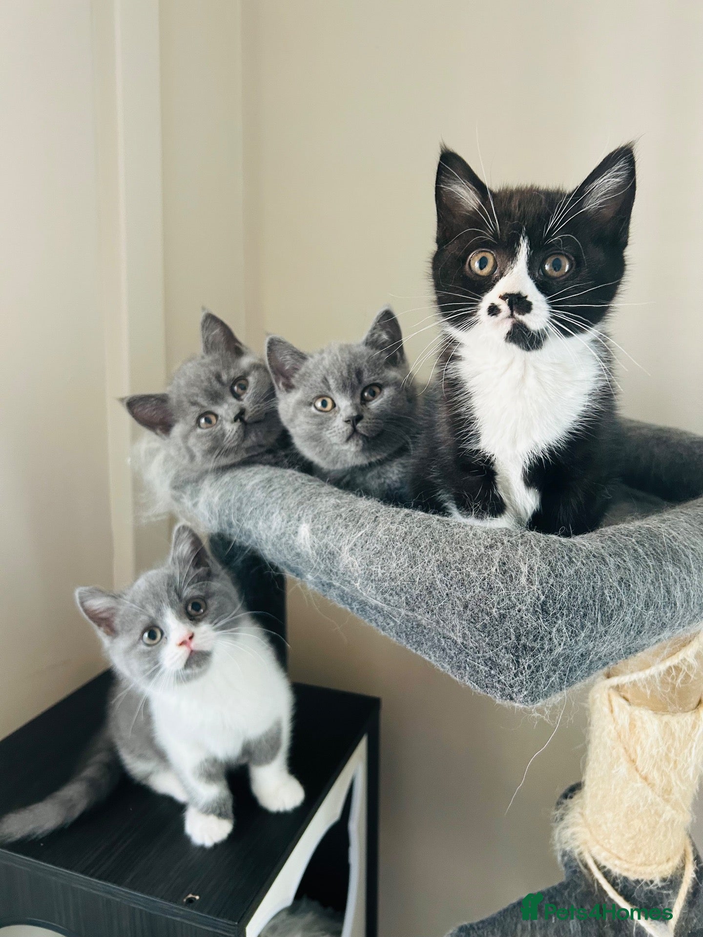 British Shorthair cats Beautiful BSH Kittens 🌺 READY NOW🌺 - Advert 1