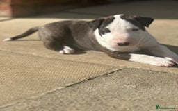English Bull Terrier dogs for sale: 1 male and 2 female looking for new home - Image 6