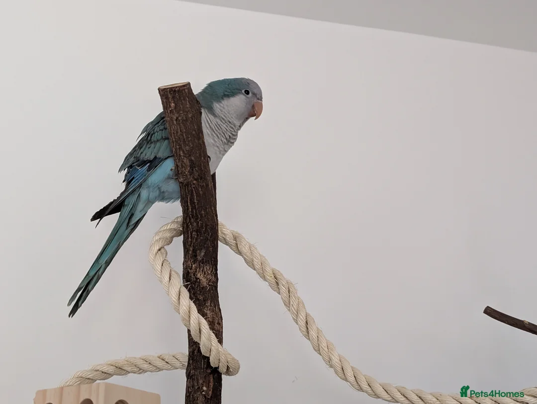 Mixed Breed birds for sale: Heartbreaking Rehoming – Quaker Parrot (Female) 💙 - Advert 6