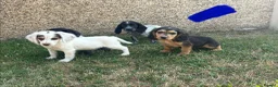Cocker Spaniel dogs for sale: Cocker spaniel puppies in Llanelli - Advert 12