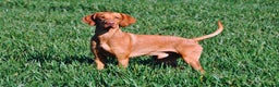 Hungarian Vizsla dogs for stud: Proven KC Reg Health Tested Dual Purpose Stud Dog - Advert 2