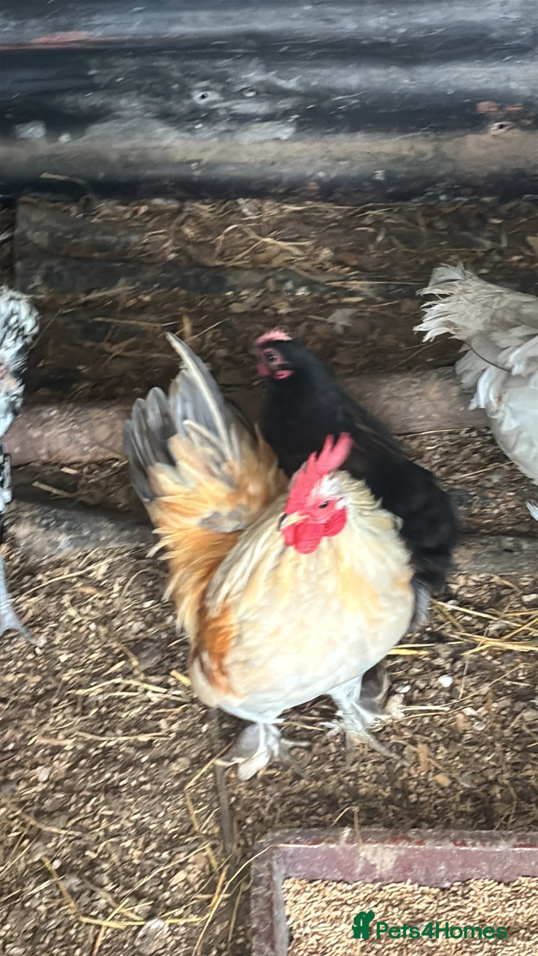 Chickens poultry for sale: Gorgeous teeny pekin silkie serama roo  - Advert 1