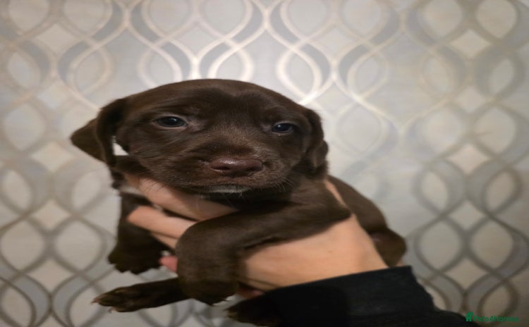 Mixed Breed dogs - Advert 3