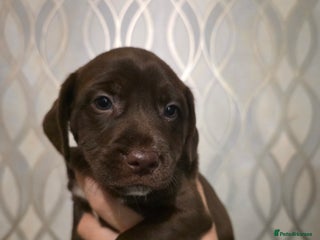 Mixed Breed dogs - Advert 2