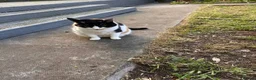 Domestic Shorthair cats for sale: Domestic Shorthair Cat looking for forever home in Birmingham - Advert 5