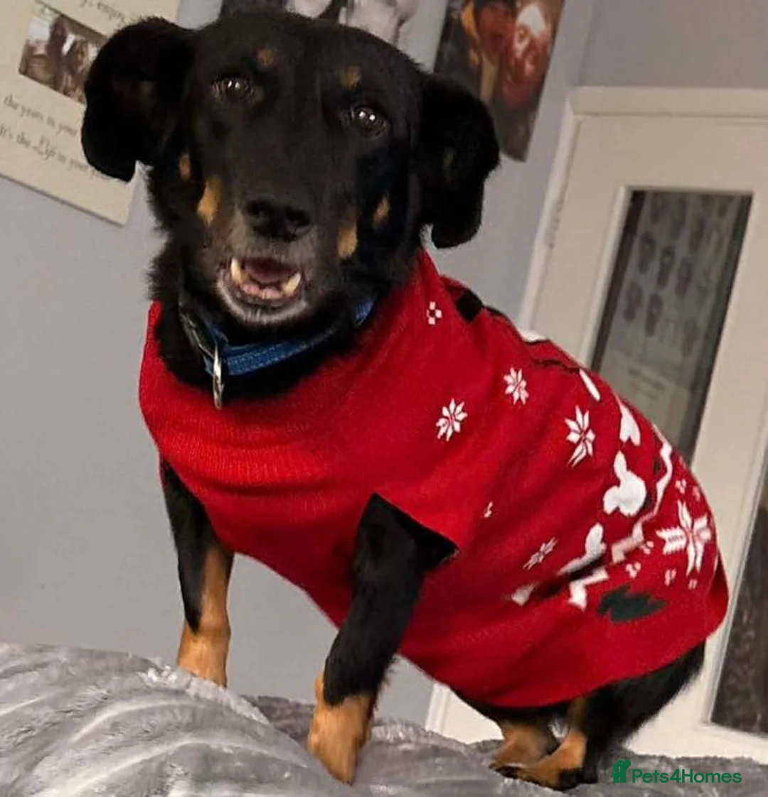 Mixed Breed dogs for adoption: Grand George - Advert 4