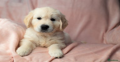 Golden Retriever dogs - Advert 10