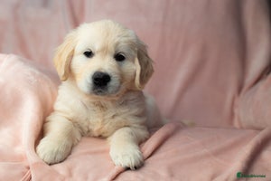 Golden Retriever dogs - Advert 6