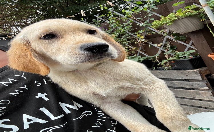 Golden Retriever dogs - Advert 16