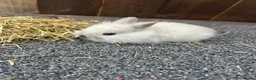 Mixed Breed rabbits for sale: Baby bunnies  - Advert 14