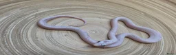 Corn Snake reptiles for sale: Palmetto and caramel palmetto corn snakes  - Advert 5