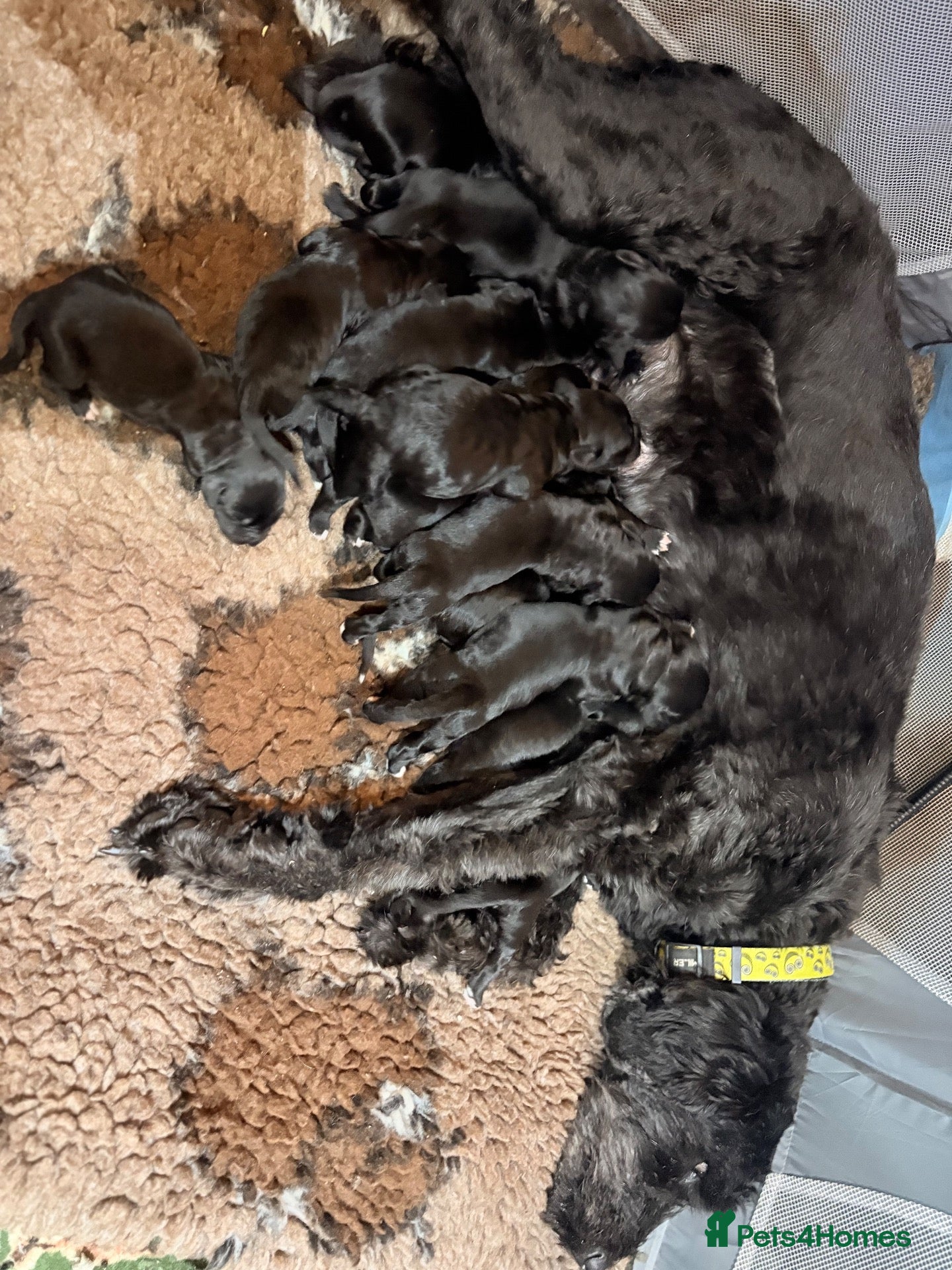 Bernedoodle dogs Gorgeous ULTRA Bernedoodles Multigen - Advert 12