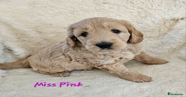 Goldendoodle dogs - Advert 1