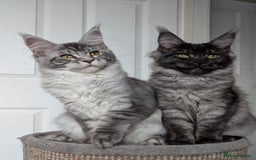 Maine Coon cats for sale:  LAST Black Smoke Maine coon girl available  - Image 7