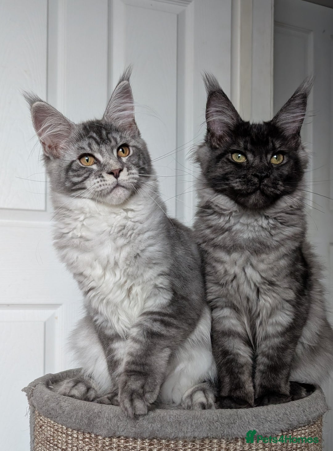 Maine Coon cats for sale:  LAST Black Smoke Maine coon girl available  - Image 7