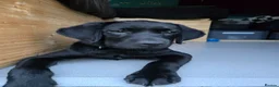 Labrador Retriever dogs for sale: Male Black Lab Puppy - Advert 3