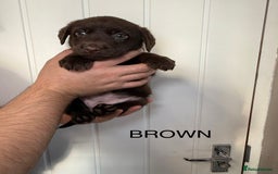 Labrador Retriever dogs for sale: Chunky chocolate labradors  - Image 10