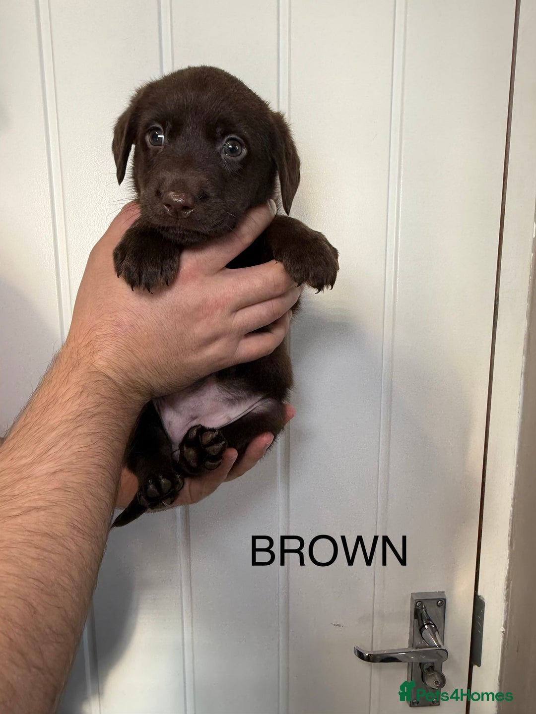Labrador Retriever dogs for sale: Chunky chocolate labradors  - Image 10