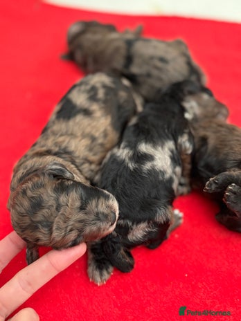 Miniature Poodle dogs Beautiful health tested miniature poodles - Advert 4