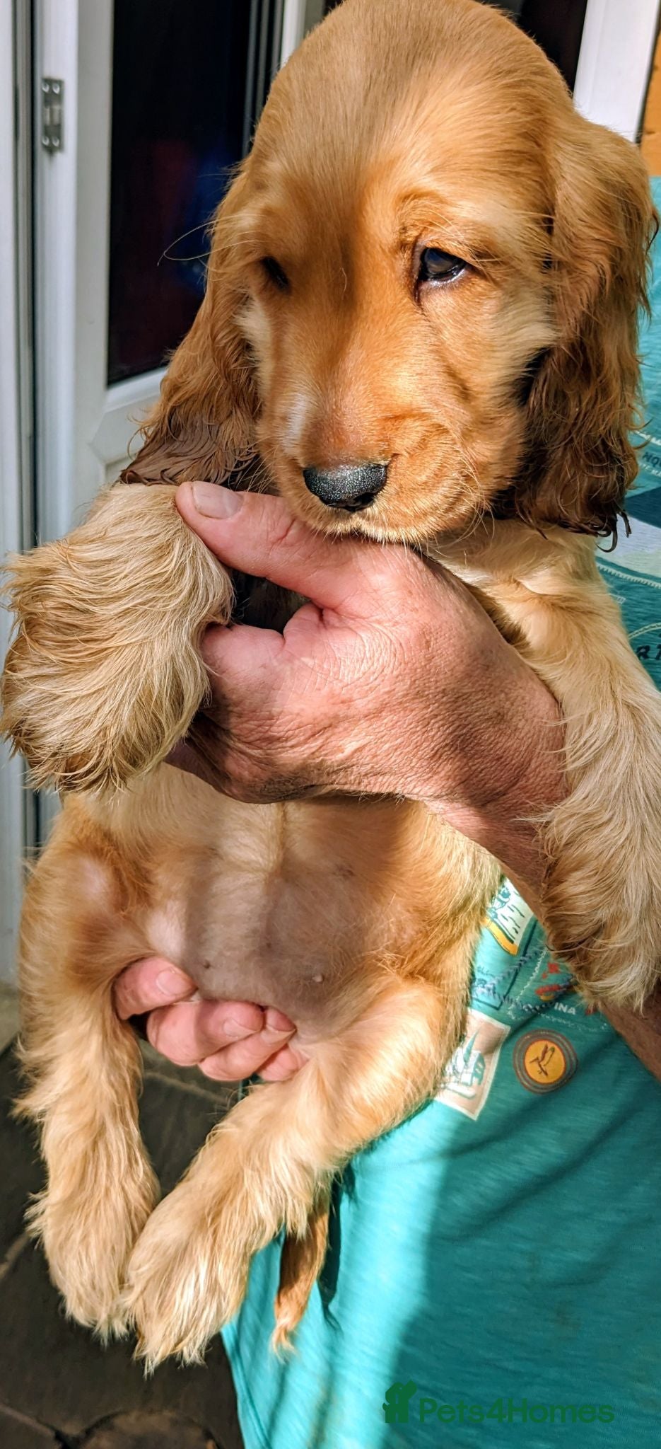 Cocker Spaniel dogs Beautiful Sable Show Cocker Spaniels - Advert 1