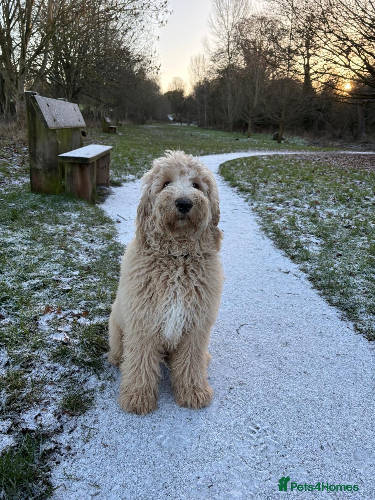 Goldendoodle dogs F1B STANDARD GOLDENDOODLE - Advert 4