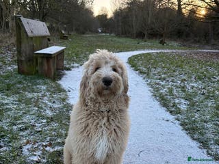 Goldendoodle dogs F1B STANDARD GOLDENDOODLE - Advert 11