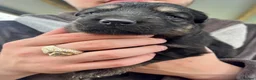 German Shepherd dogs for sale: KC Registered Longcoat German Shepherd pups  - Advert 11