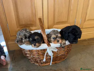 Cavapoo dogs Adorable Cavapoo puppies for sale - Advert 2
