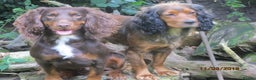 Cocker Spaniel dogs for stud: Liver n Tan working cocker. Clear AMS, PP PRA, FN. in Dorchester - Advert 10