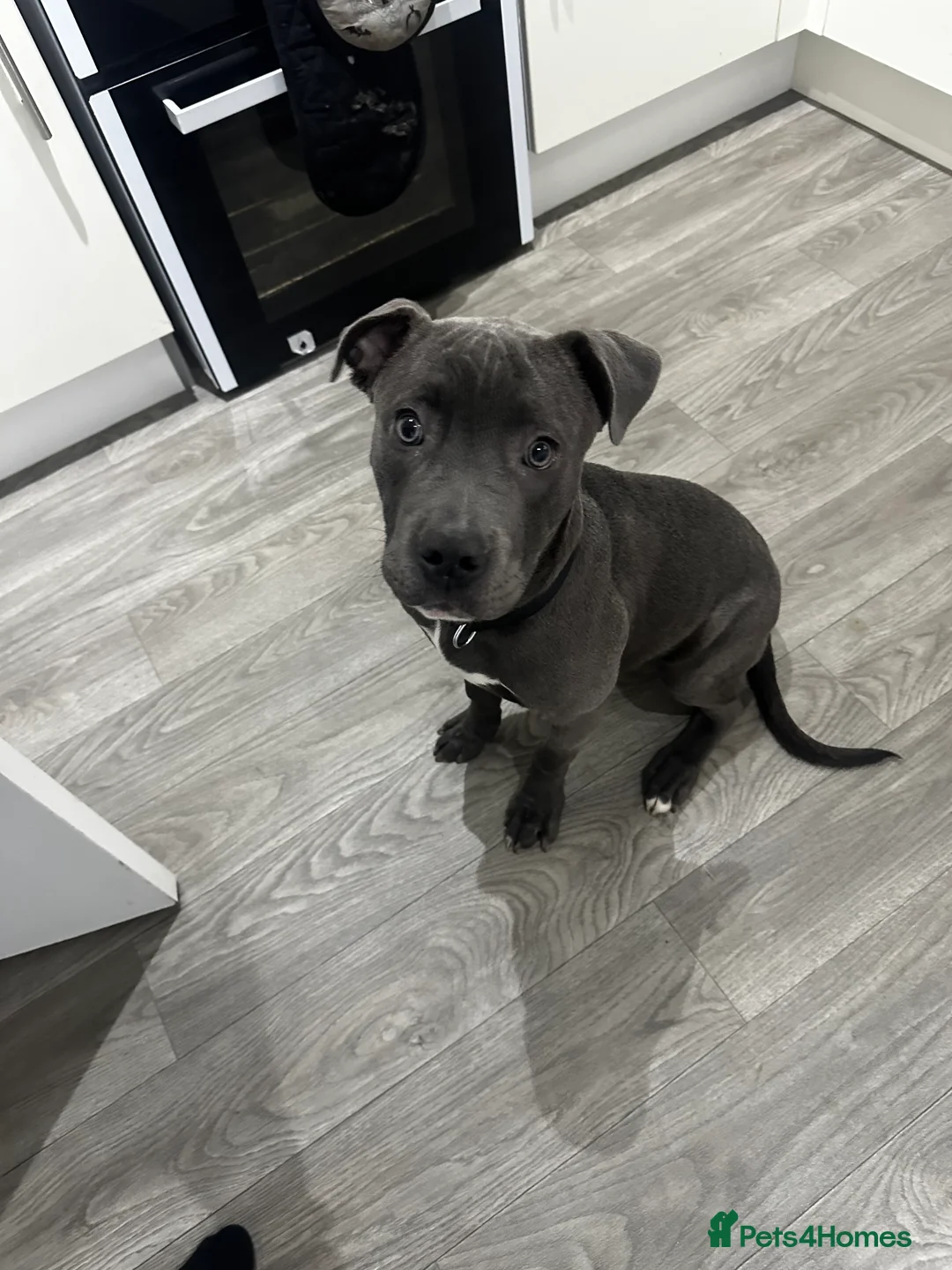 Mixed Breed dogs for sale: Staffordshire bull cross  - Advert 2