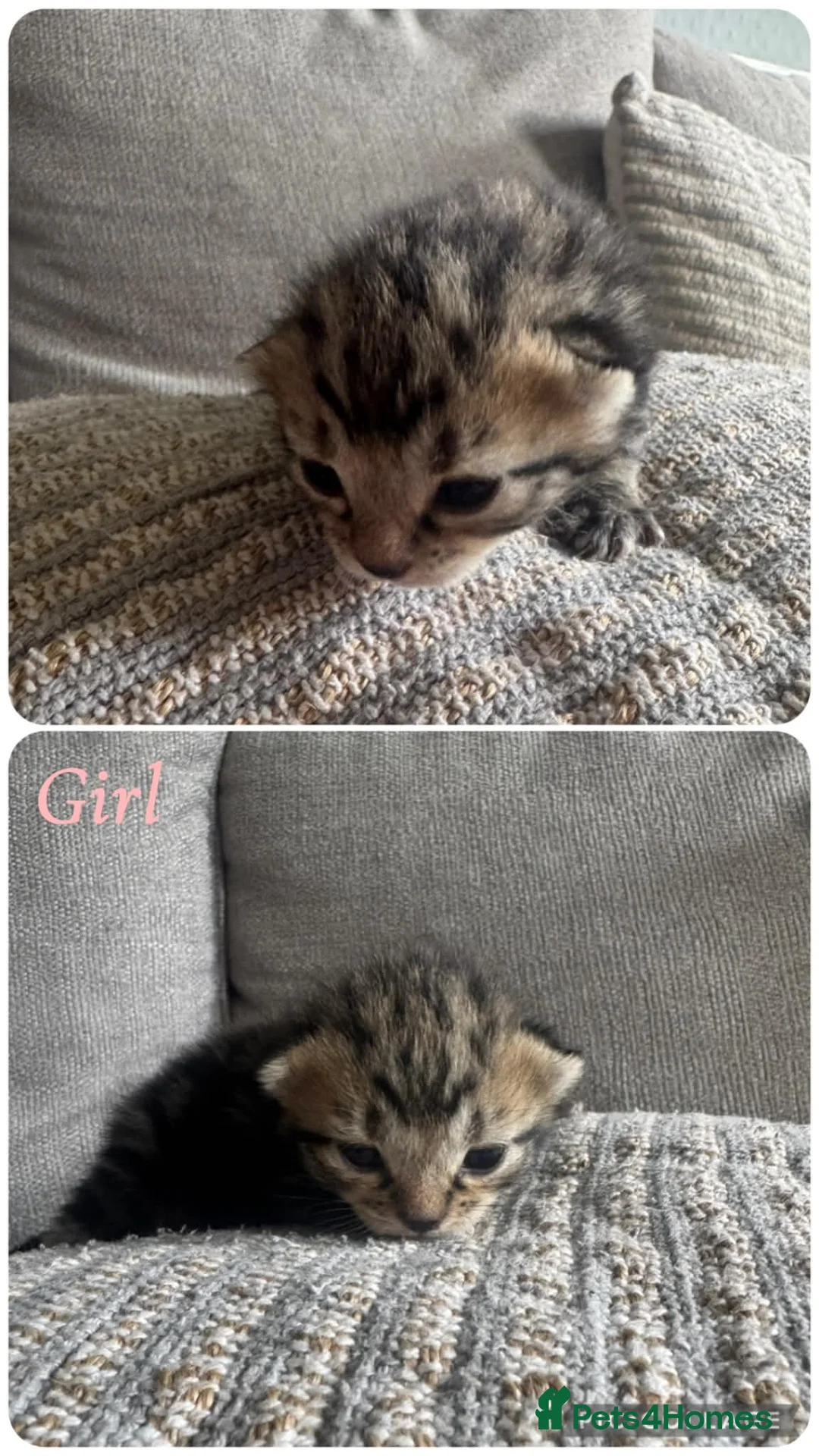 Mixed Breed cats for sale: Tabby kittens for sale. - Advert 5