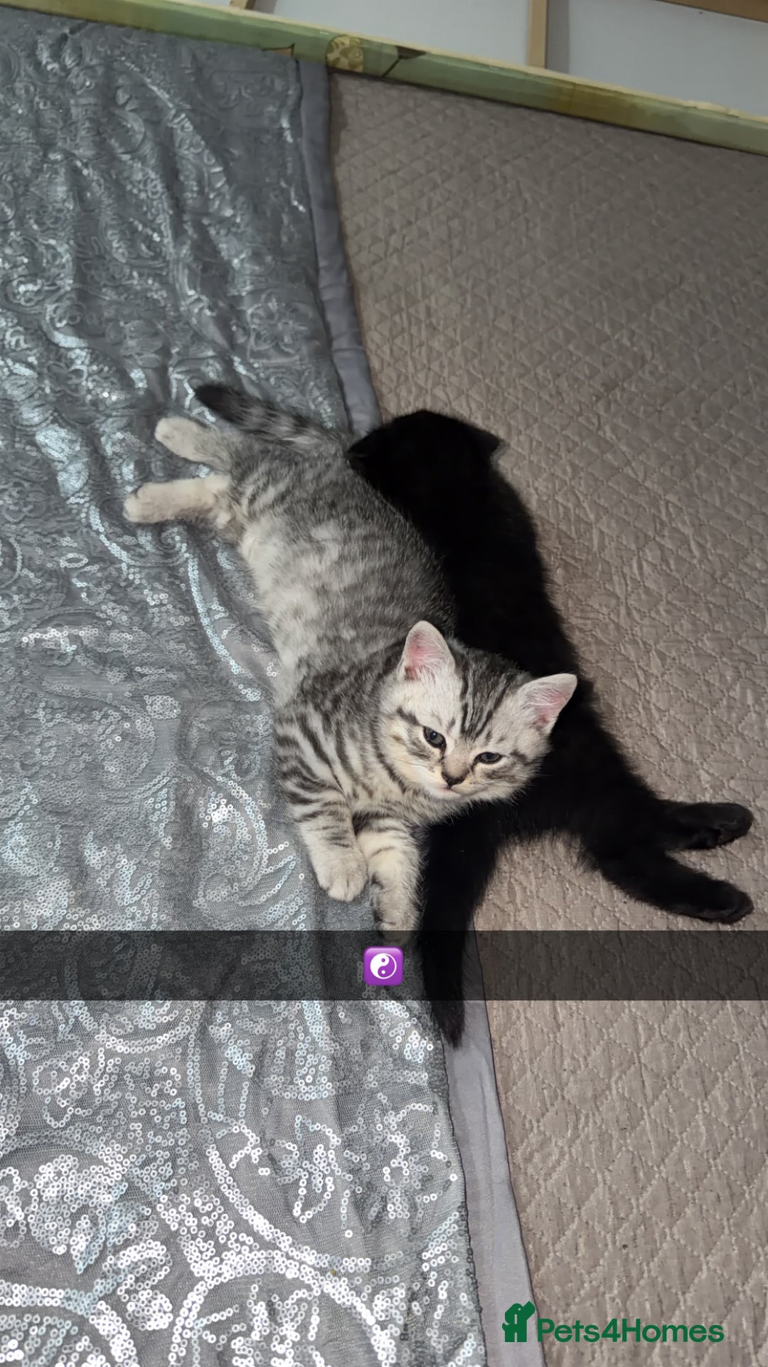 Scottish Fold cats for sale: Scottish fold  - Advert 1