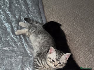 Scottish Fold cats Scottish fold - Advert 10